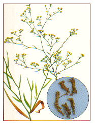 �ČӁi�T�C�R�j