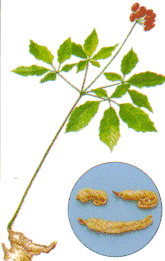 �l�Q�i�j���W���j