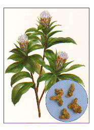 ���Q�i�r���N�W���c�j