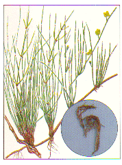 �����i�}�I�E�j