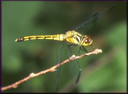 dragonfly01.jpg