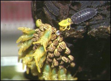 ワラジムシに襲われる孵化途中の幼虫