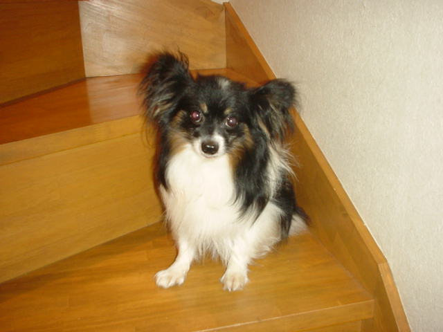 Vsteps