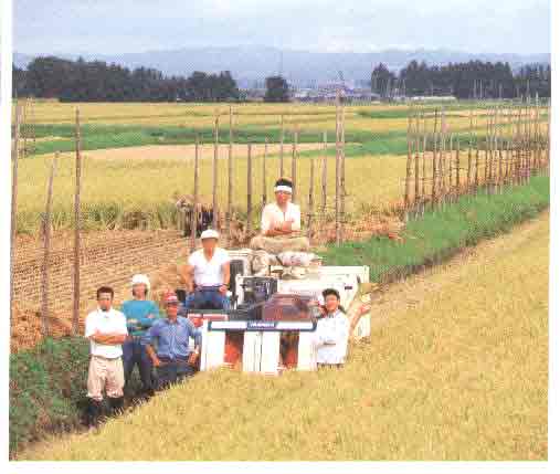 ボウ掛けの田んぼ