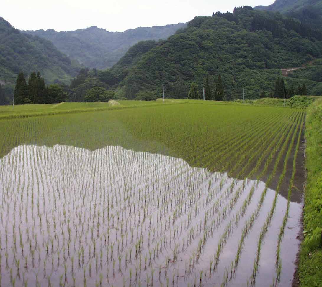 魚沼の田んぼ