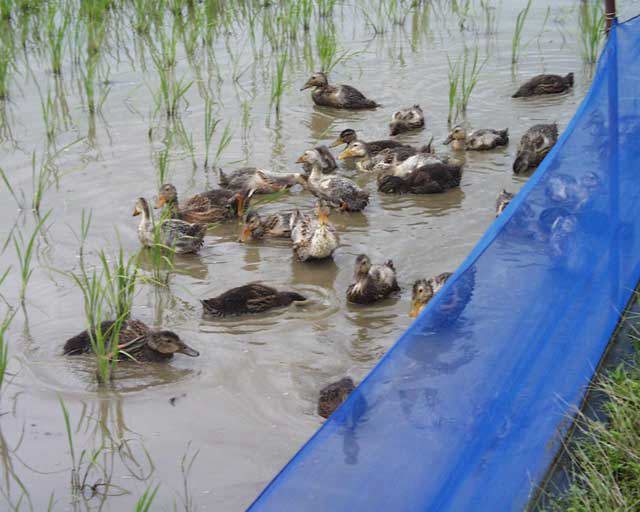 �����̓c���