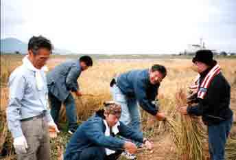 みんなで稲刈り