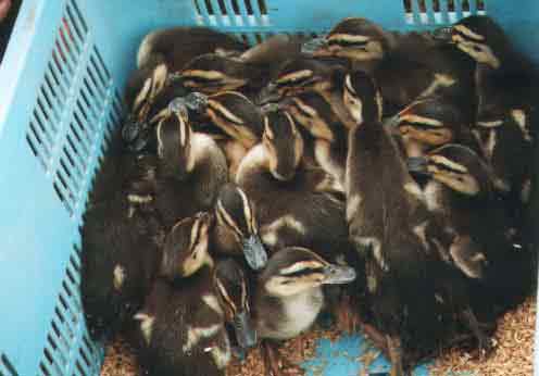 �����̎q���B