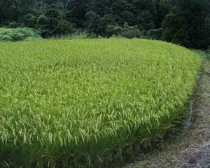 ��̍s���͂����c���