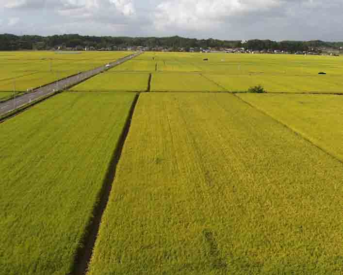 360度田んぼ