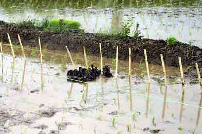 �����̌Q��