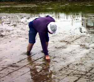 �c�A���̌��{