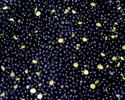 �����낤��