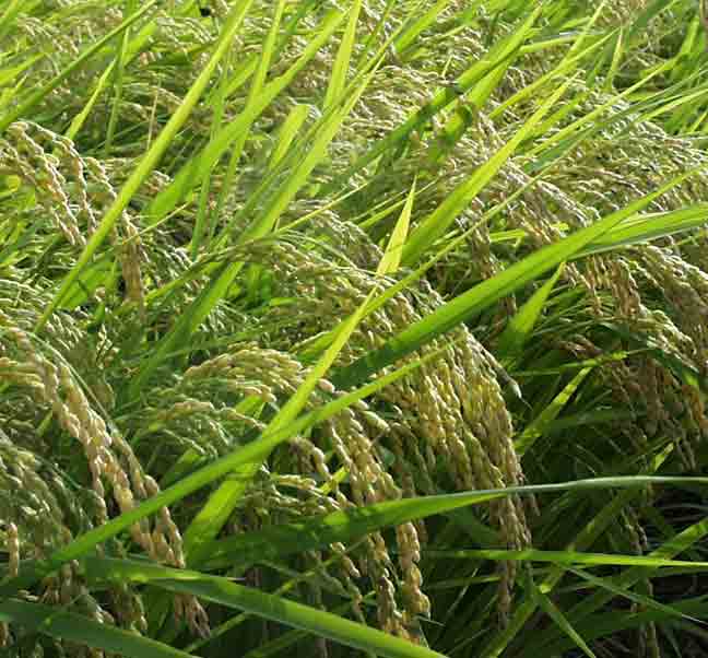 『夢ごこち』の稲