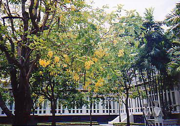 tai19画像