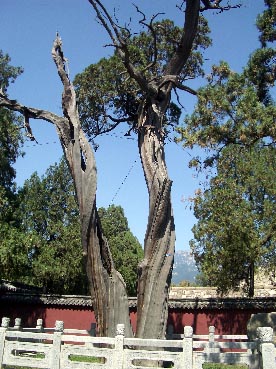 taian65.jpg