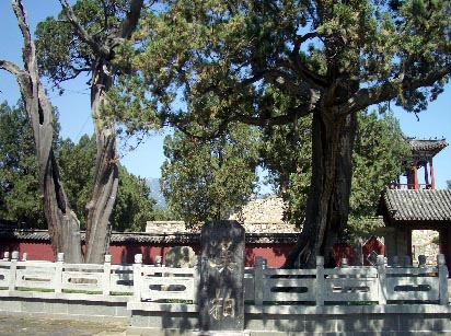 taian66.jpg