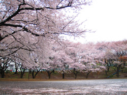 2011年の桜