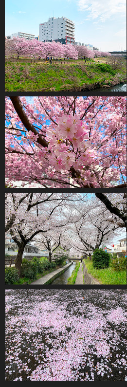 ���炫�̍��W���_�C�A�P�{�m