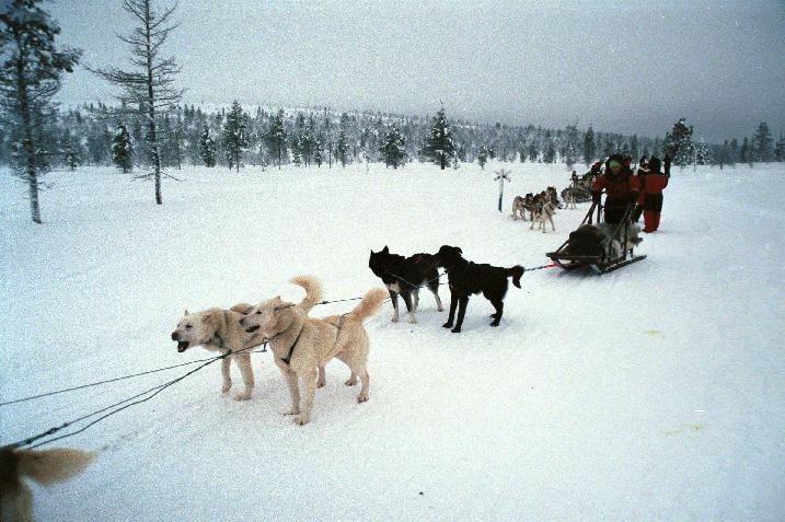 フィンランドでオーロラ そり犬たち